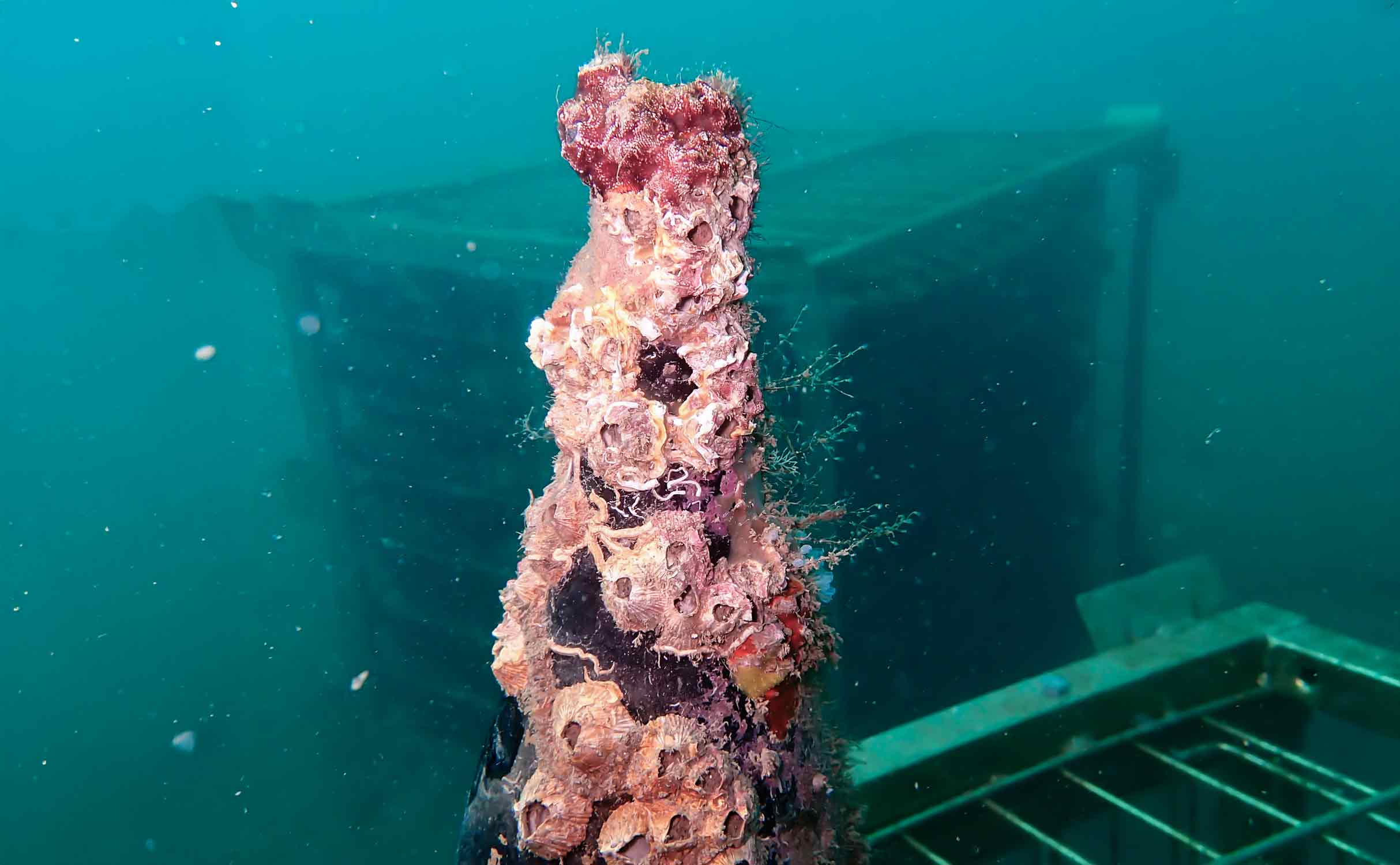 underwater-wine-bottle-full-coral